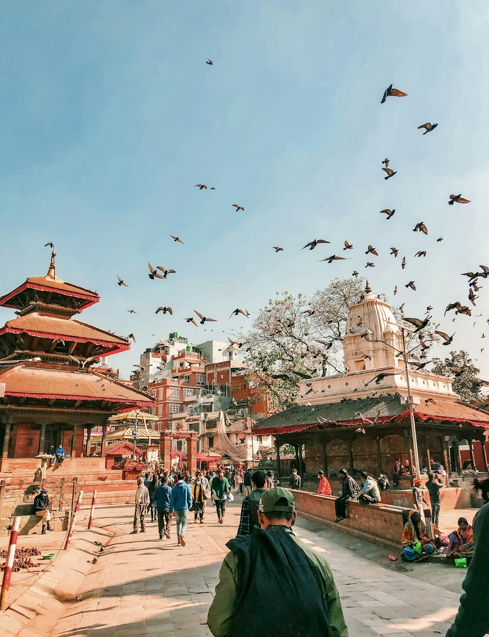 a flock of birds flying over a building