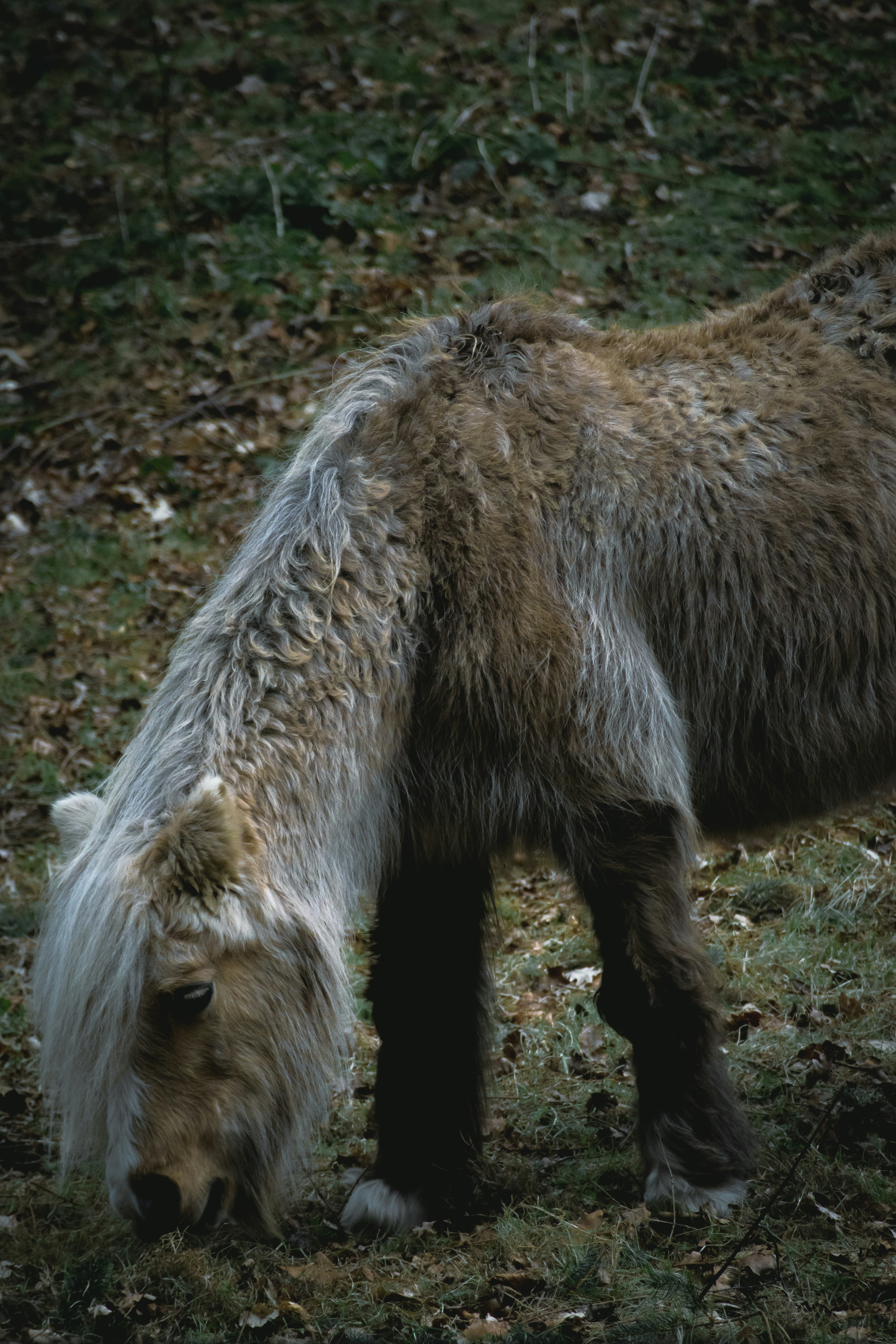 a brown and white horse eating grass in a field