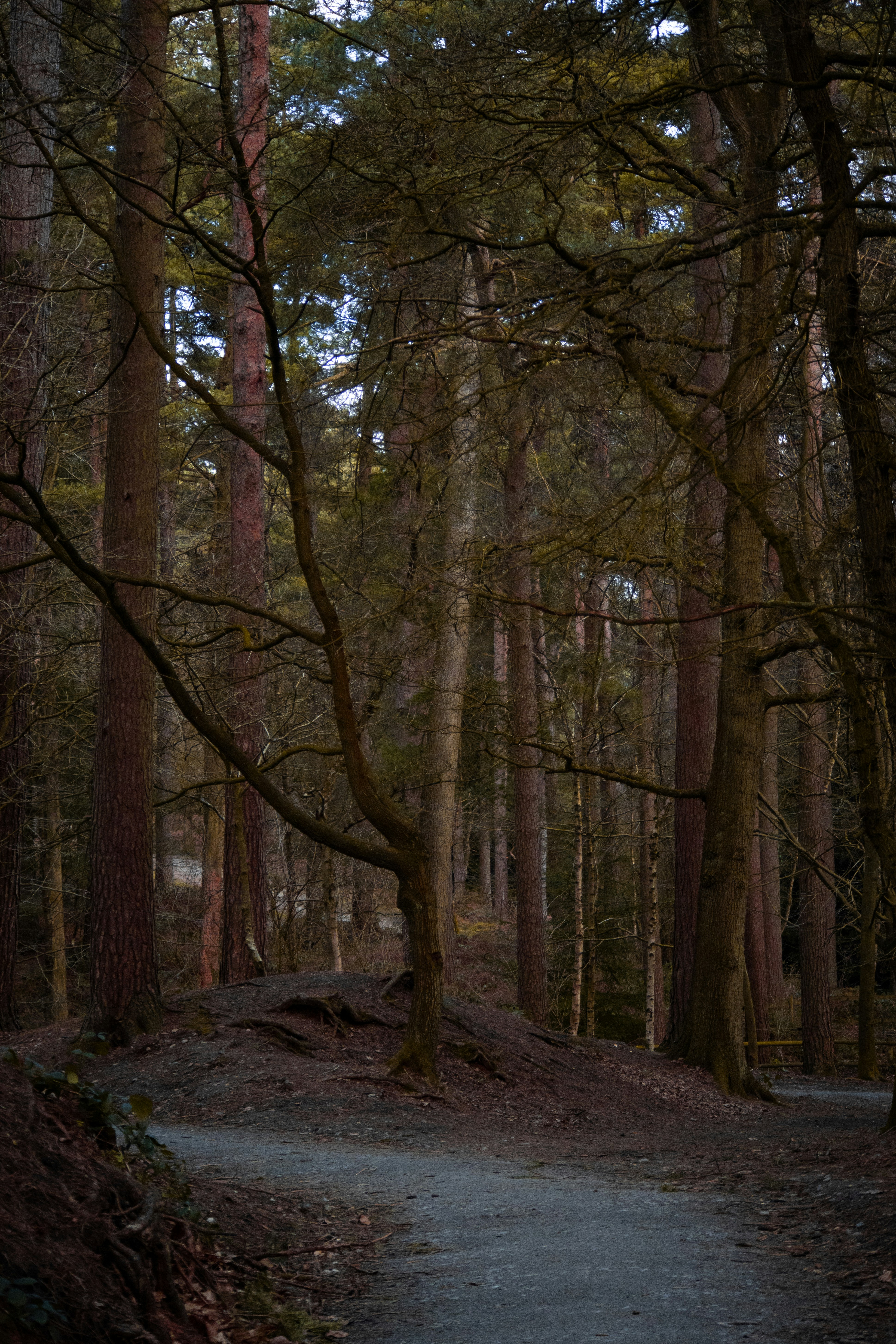 Photo by matchaforest