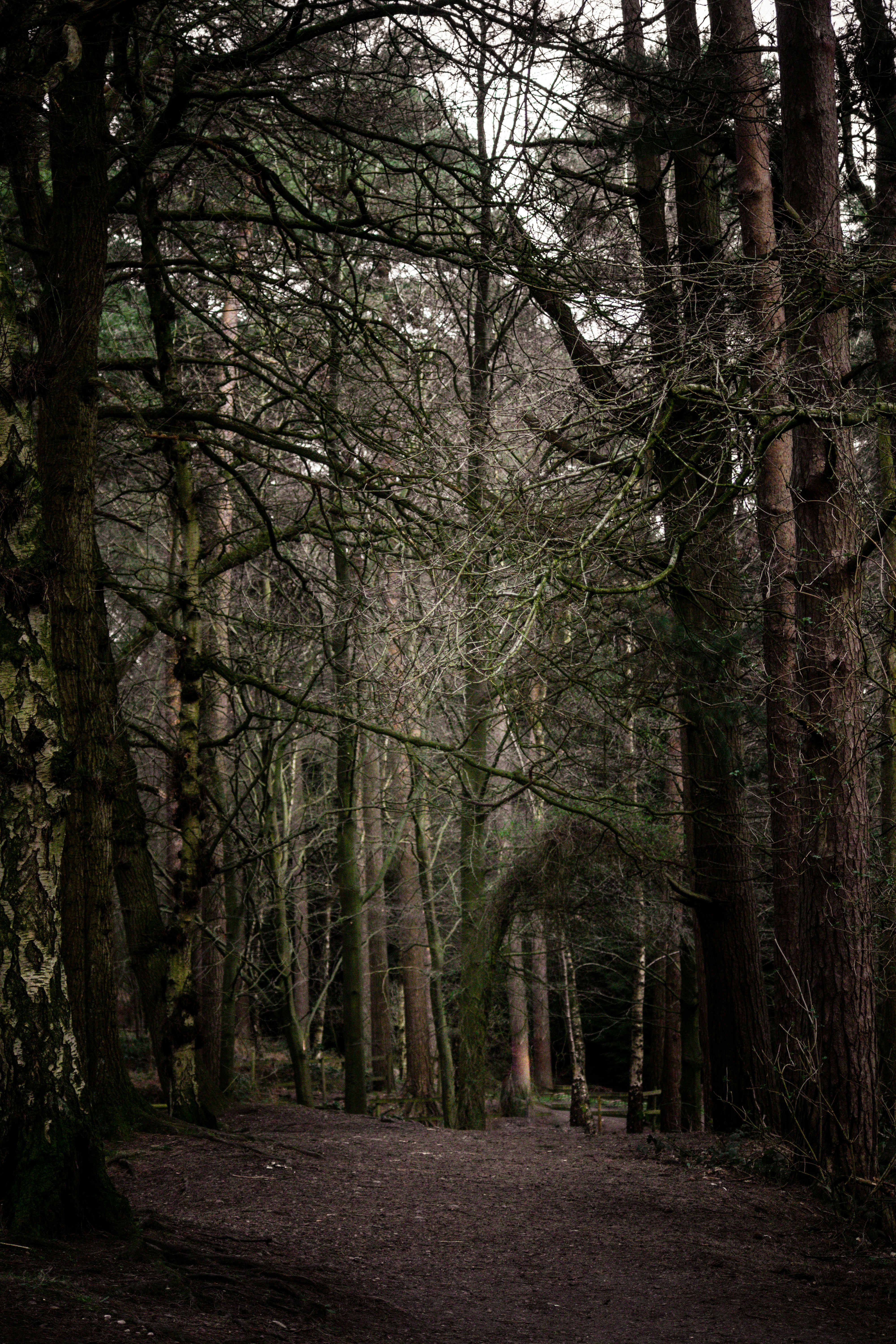 Photo by matchaforest