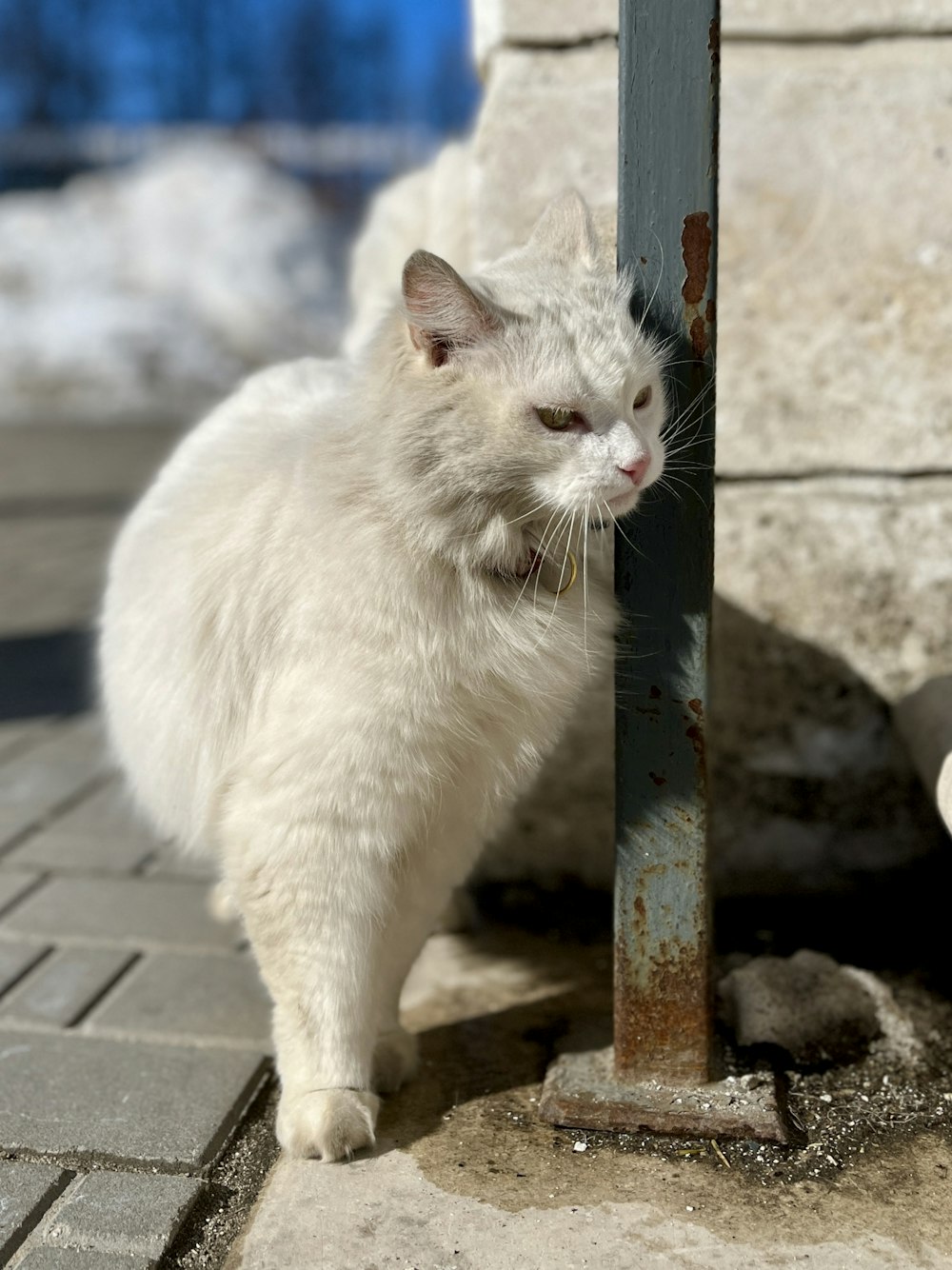 a white cat is standing next to a pole
