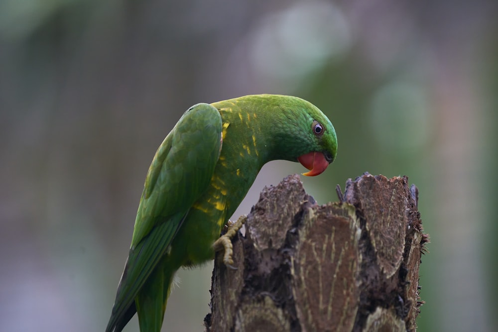 a green parrot perched on top of a wooden post