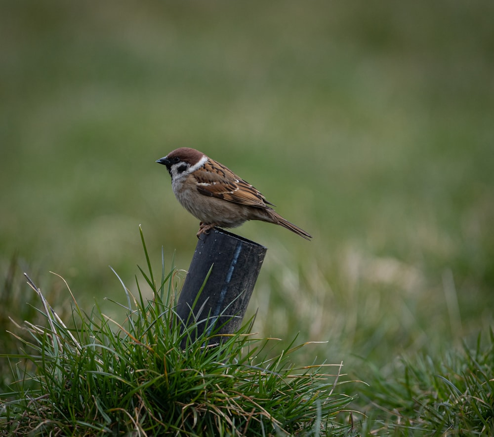 a small bird perched on top of a wooden post