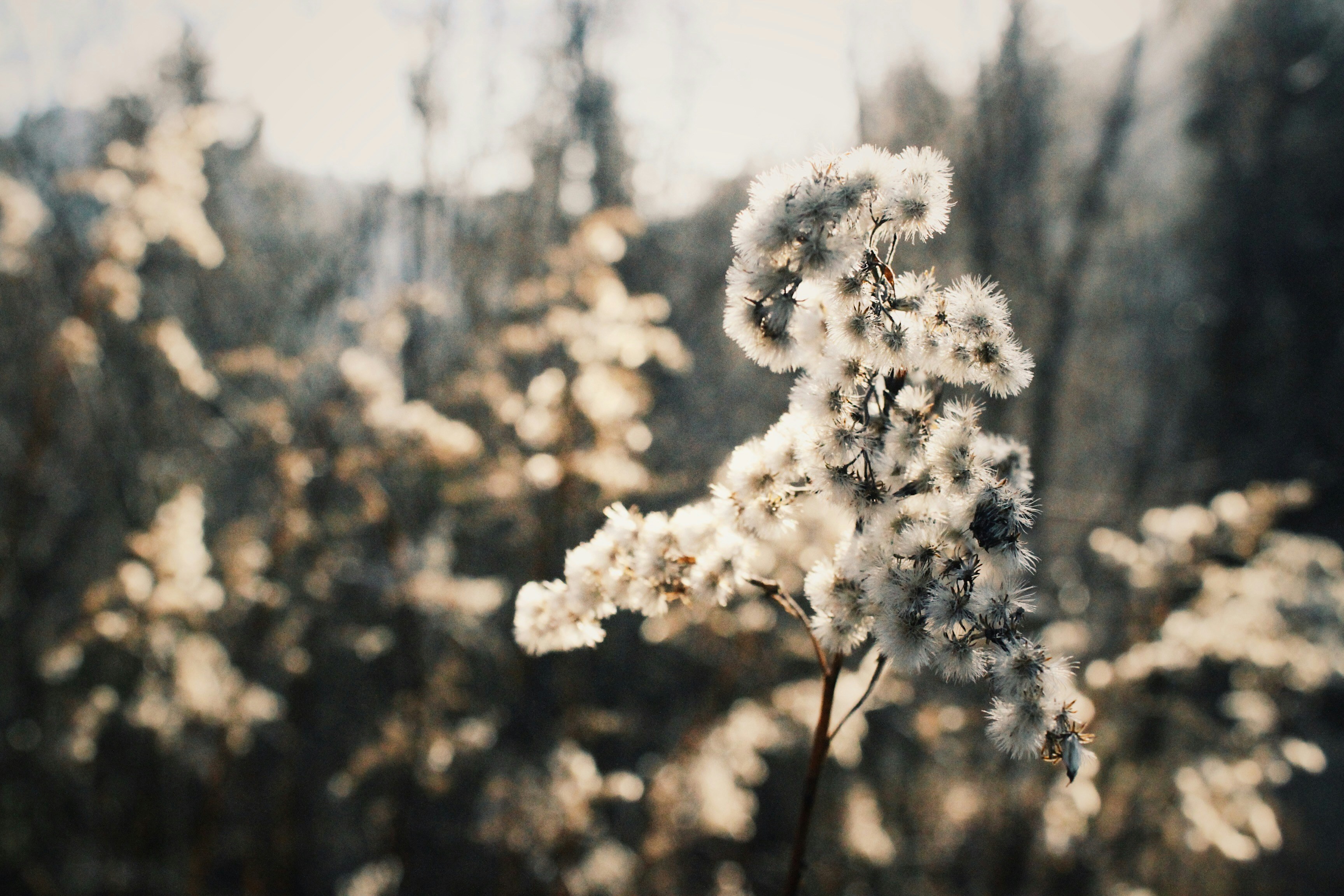 Photo by apfelkunst