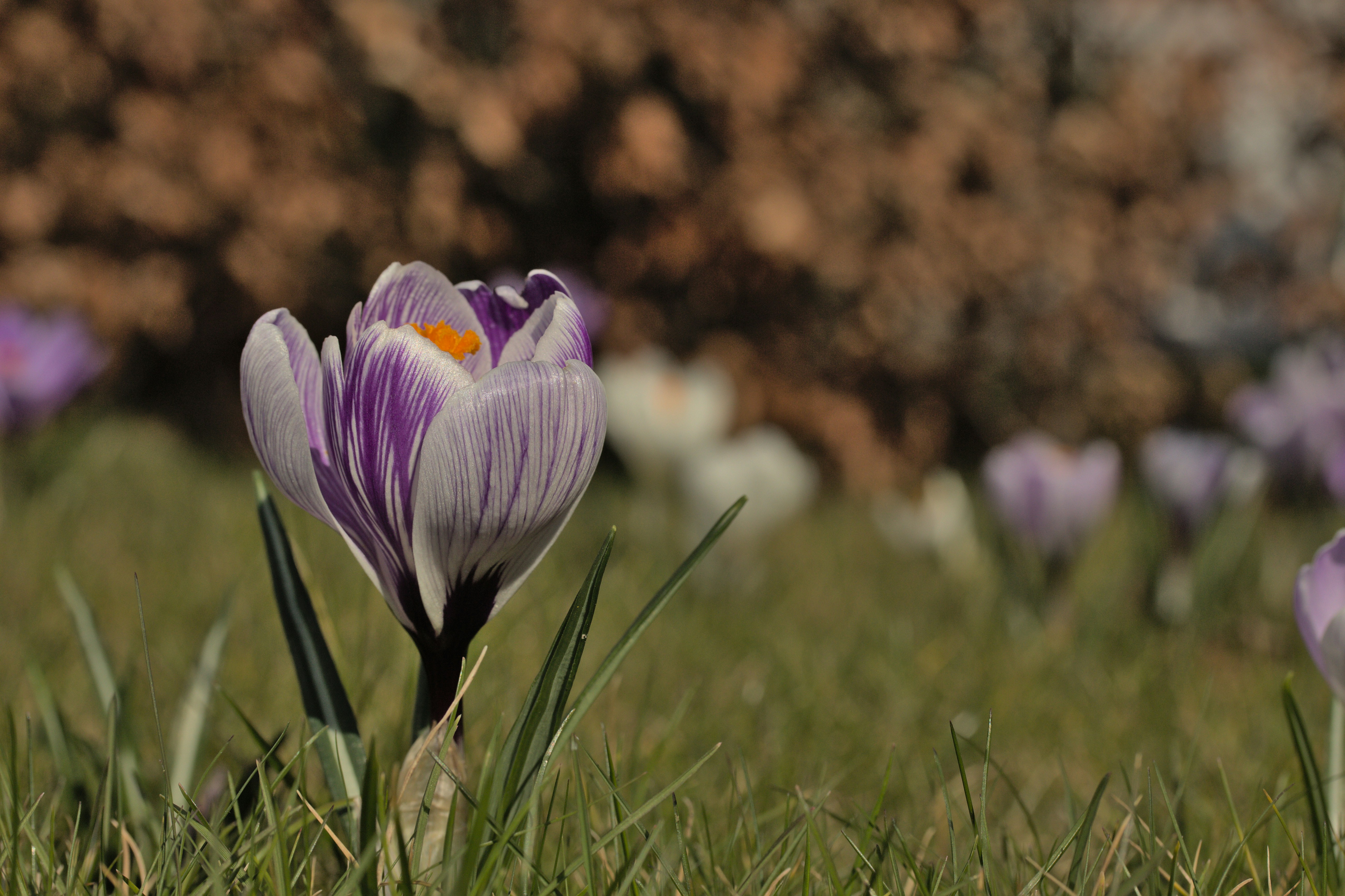 Choose from a curated selection of flower photos. Always free on Unsplash.