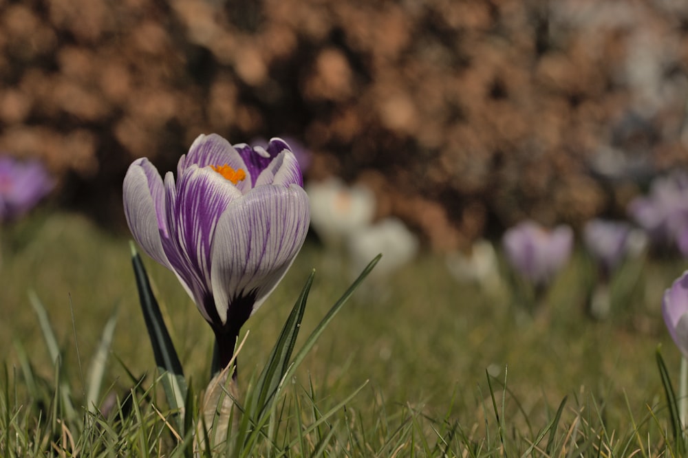 a group of purple flowers sitting in the grass