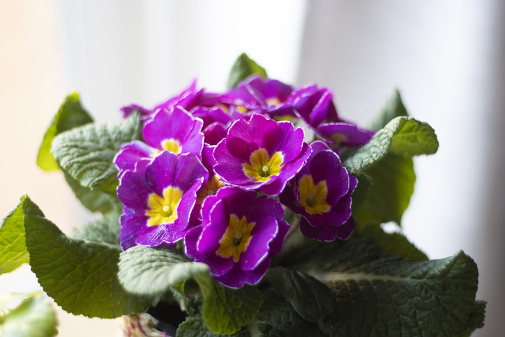 a basket filled with purple flowers sitting on top of a table