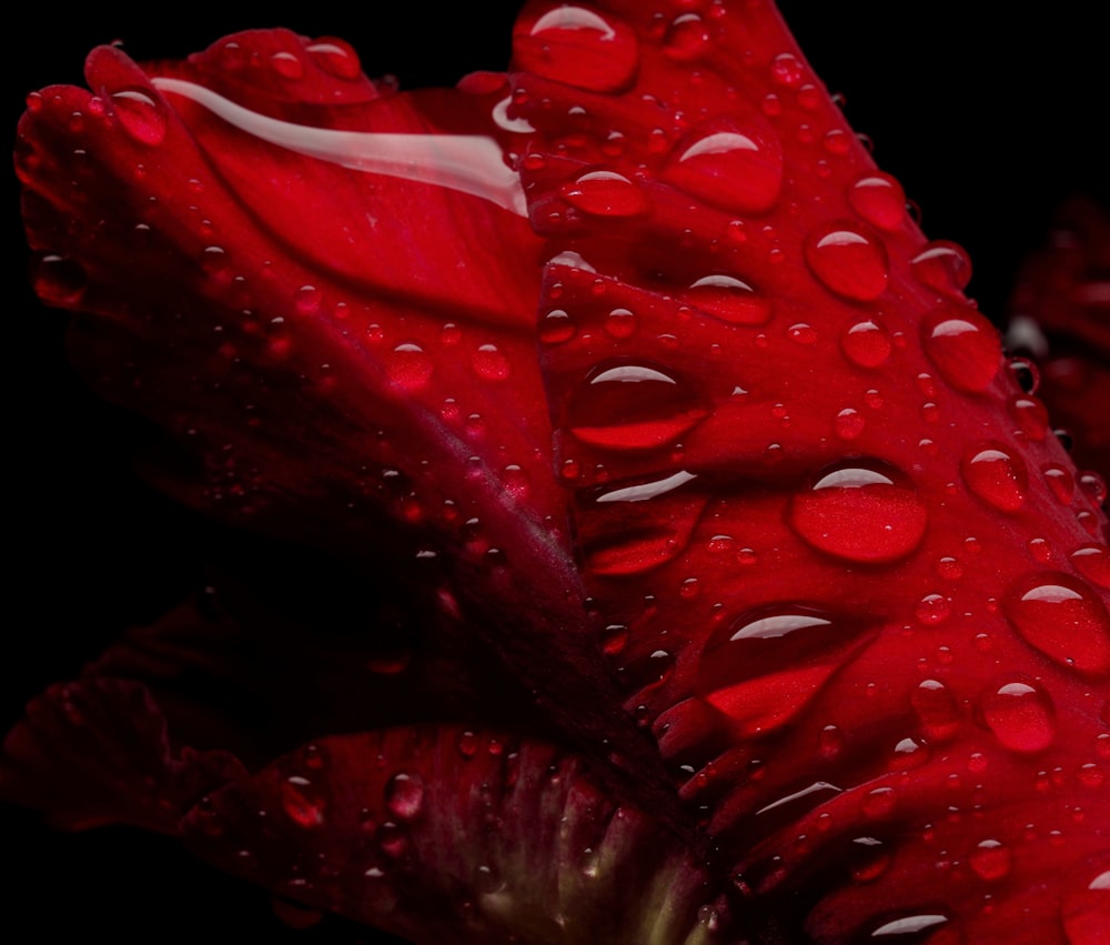une fleur rouge avec des gouttelettes d’eau dessus
