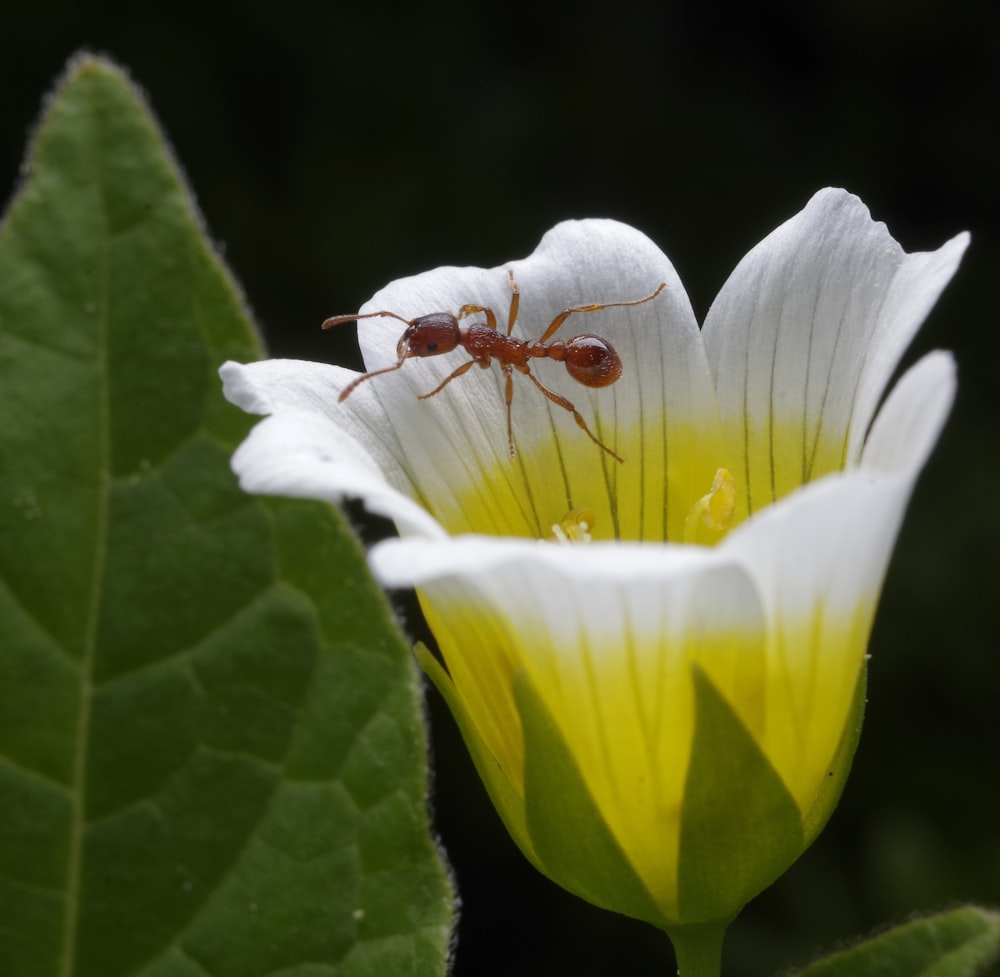 un insecto hormiga en una flor blanca con hojas verdes