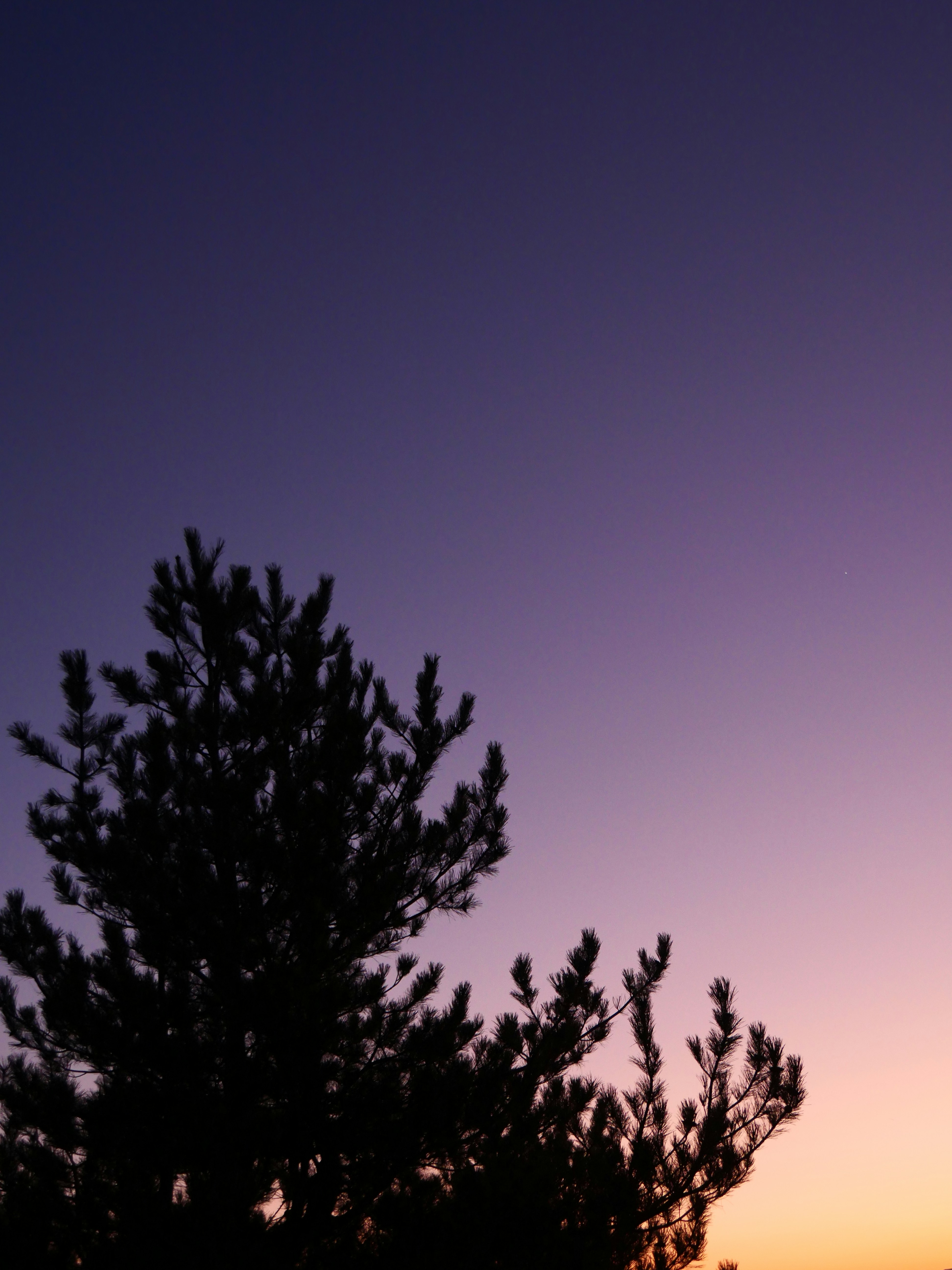 Photo by nimbus_vulpis