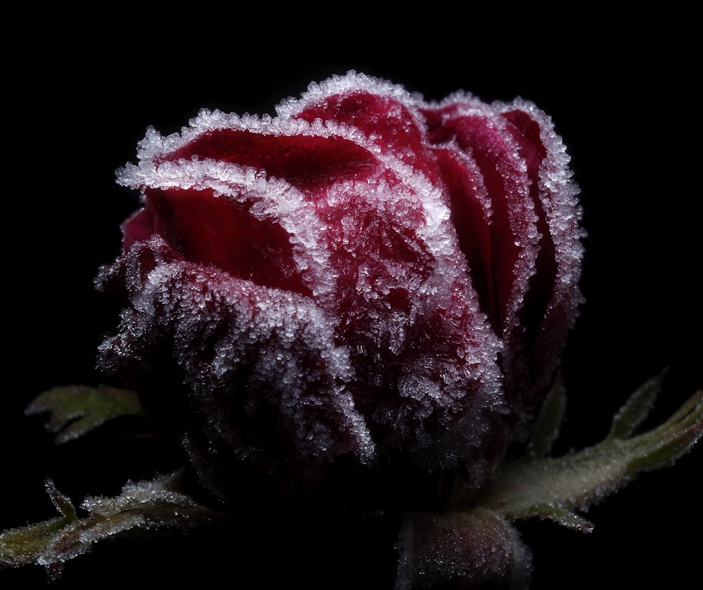 a red rose covered in frost on a black background