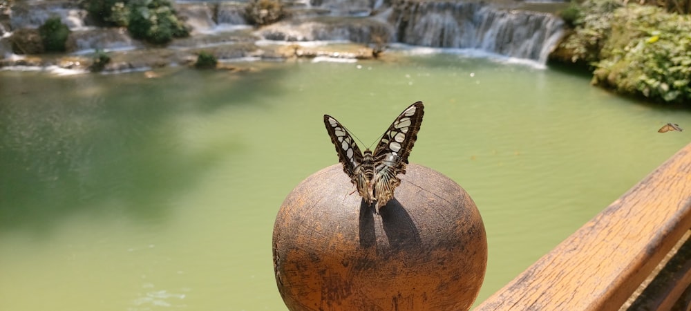 a butterfly sitting on top of a wooden ball