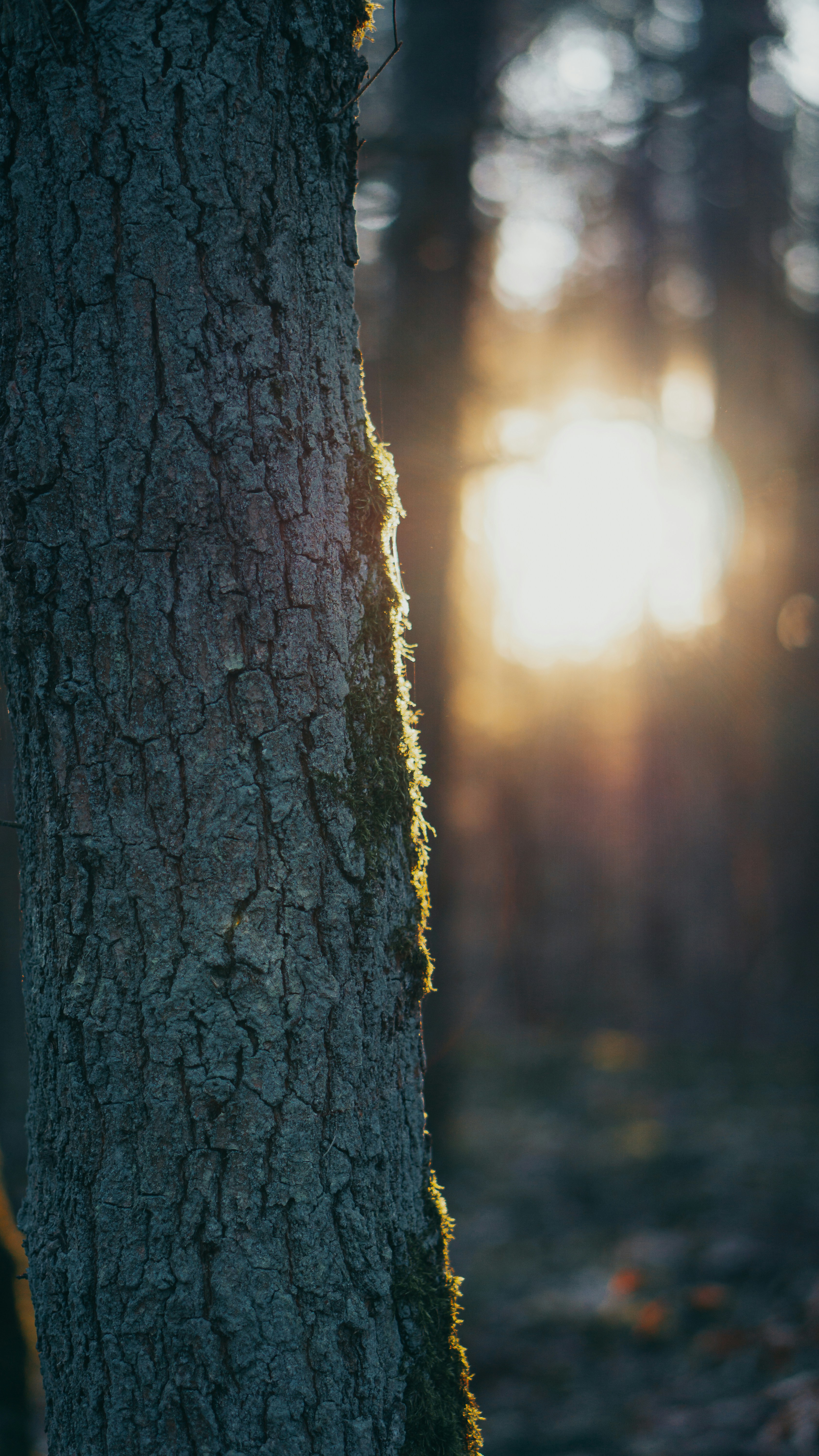 The sun is shining through the trees in the woods photo – Free ...