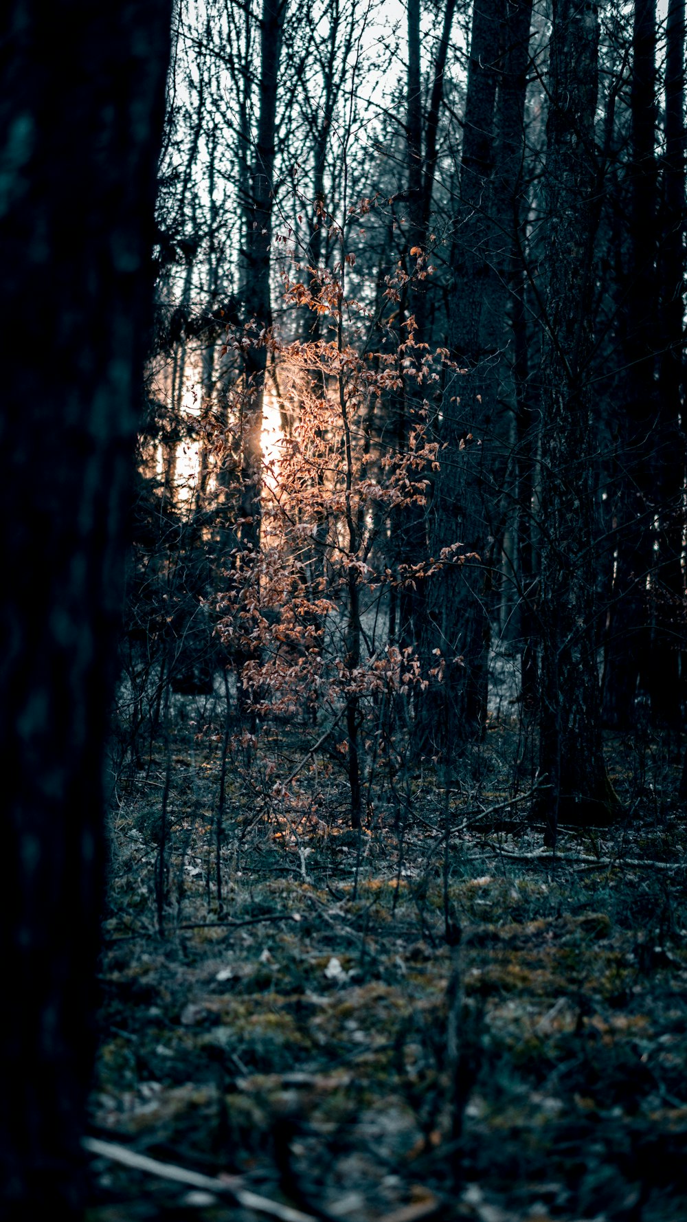 the sun is shining through the trees in the woods