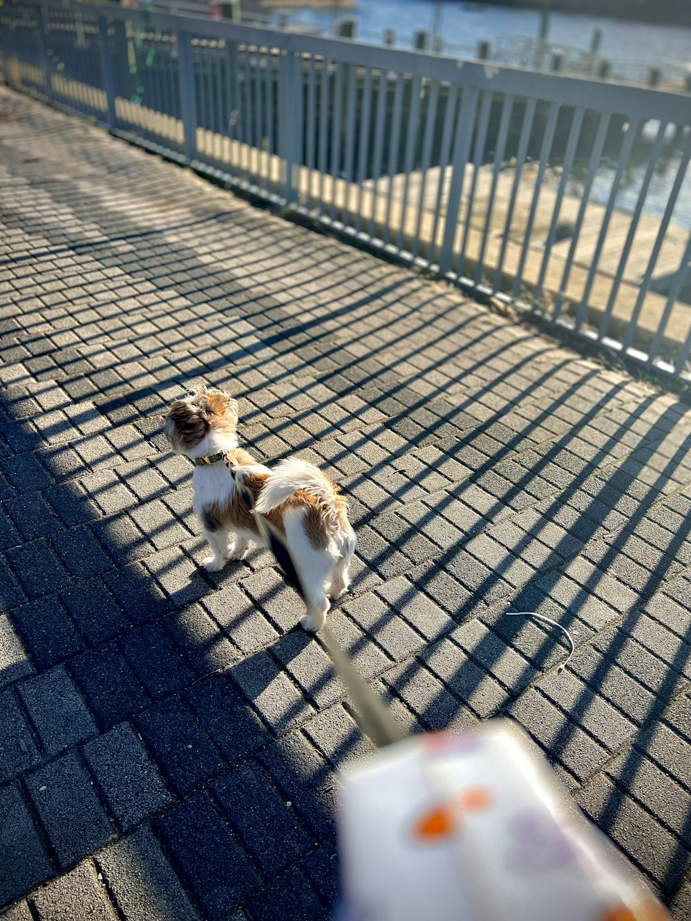 a small dog is standing on a sidewalk