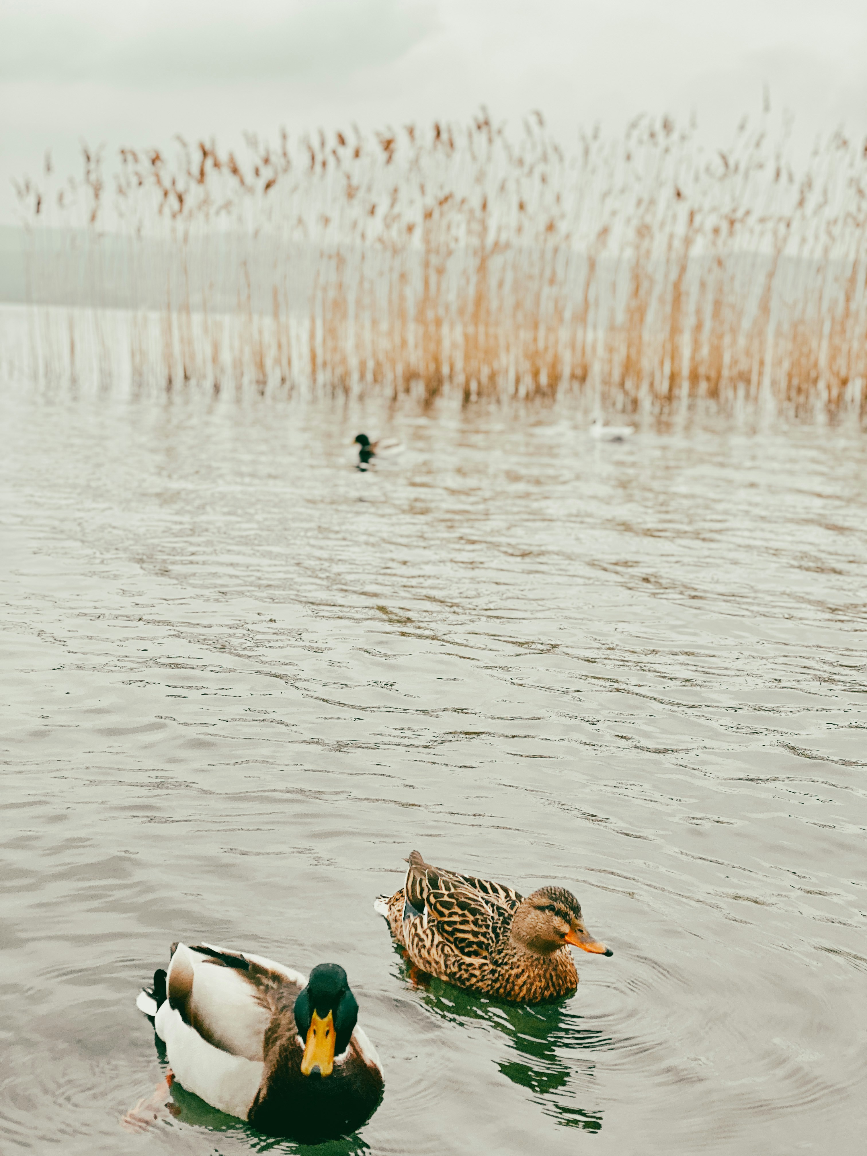 a couple of ducks floating on top of a lake