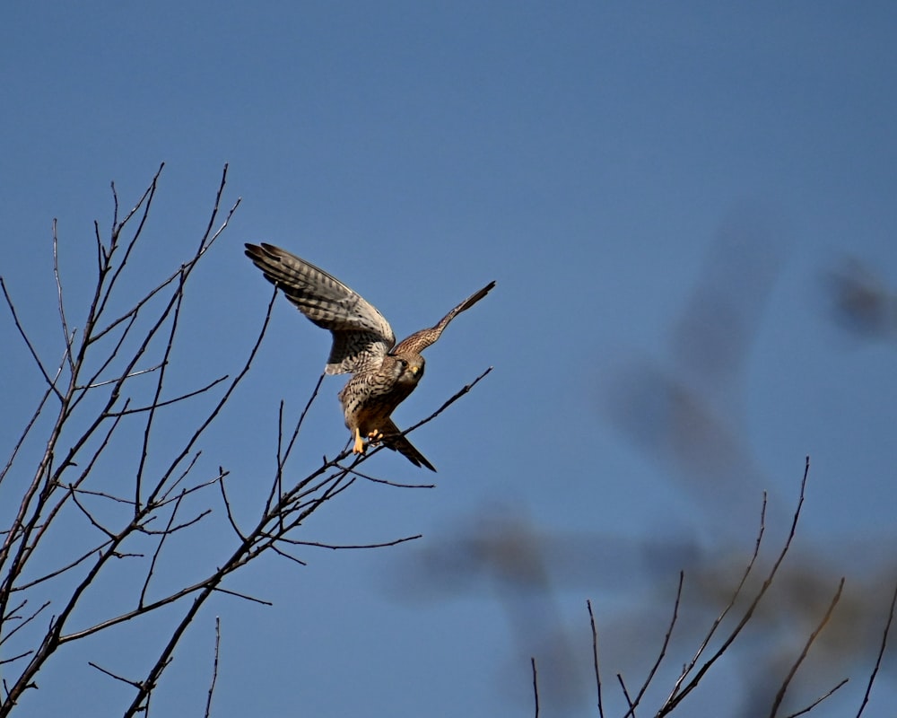 a bird that is sitting on a tree branch