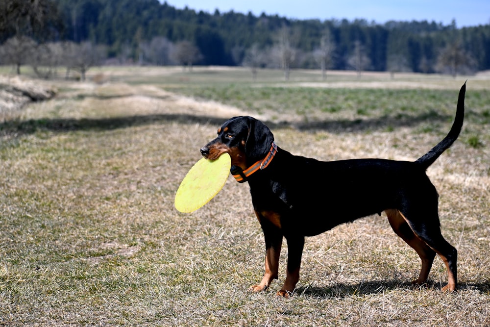 a black and brown dog holding a yellow frisbee in it's mouth