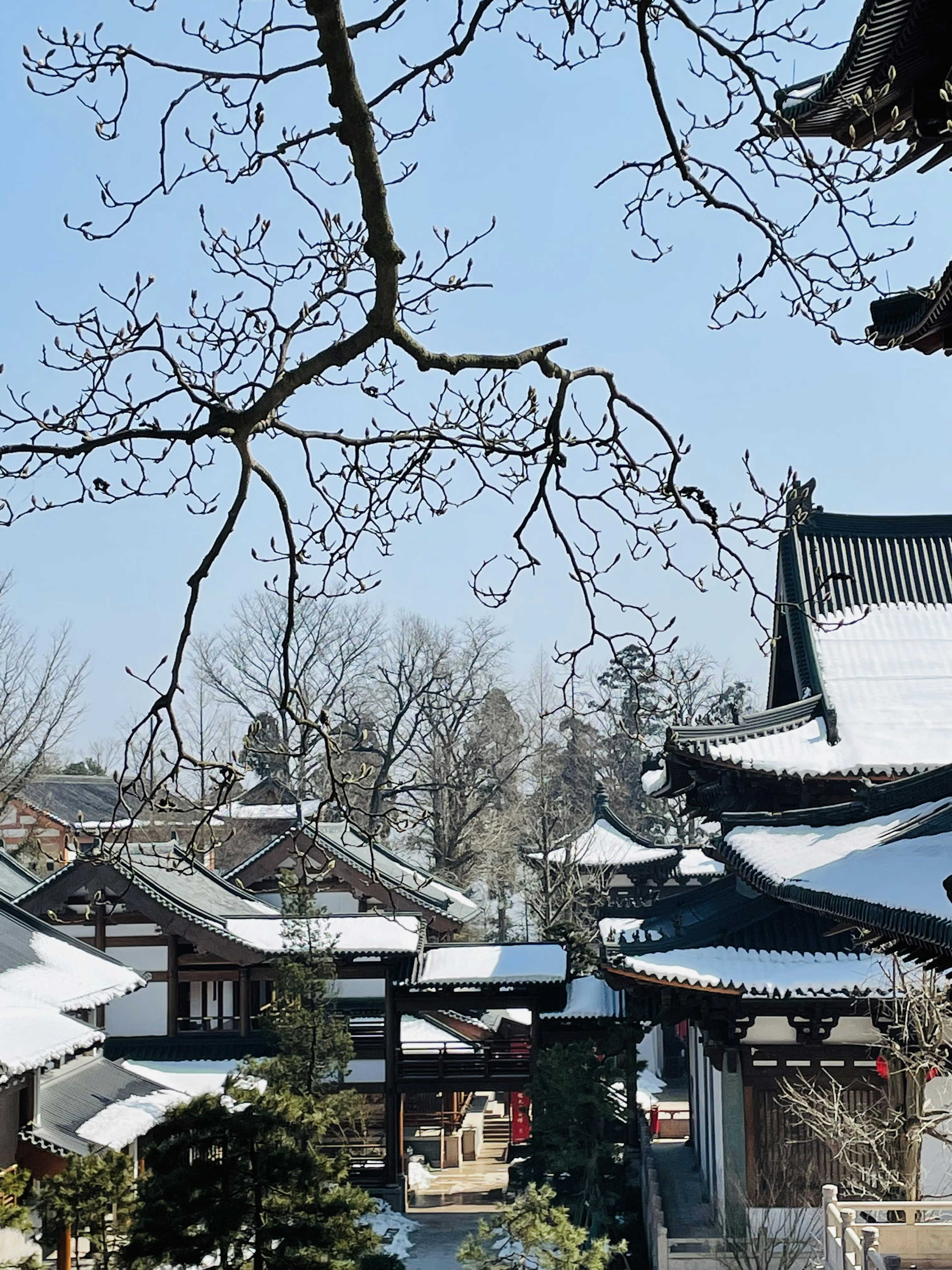 A snow covered area with trees and buildings photo – Free Blue Image on ...