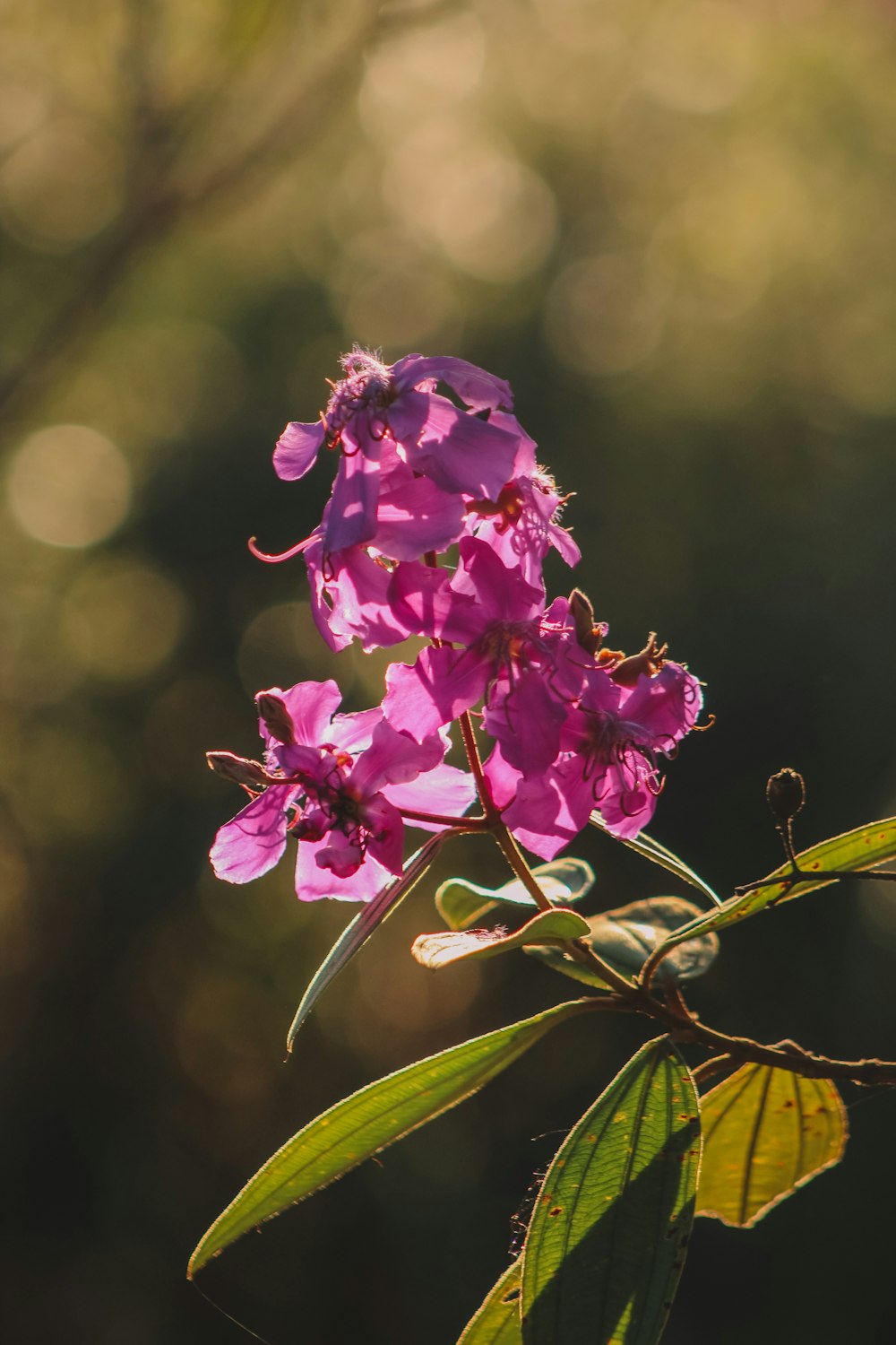 a close up of a pink flower on a branch