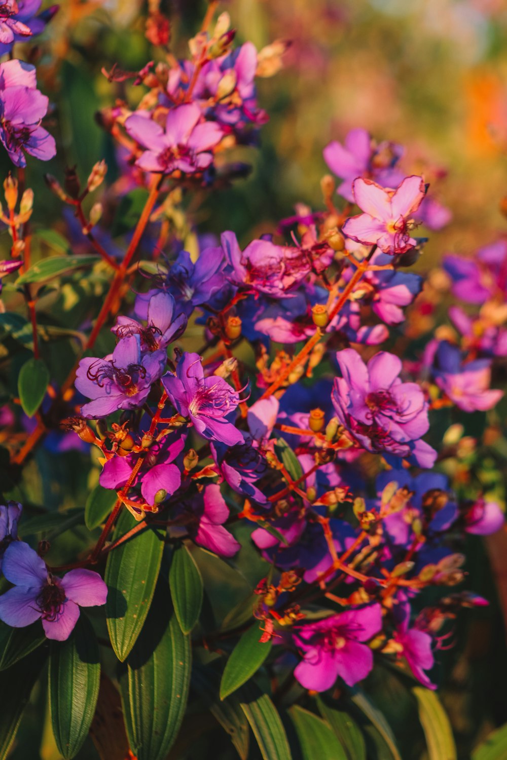 a bush of purple flowers with green leaves