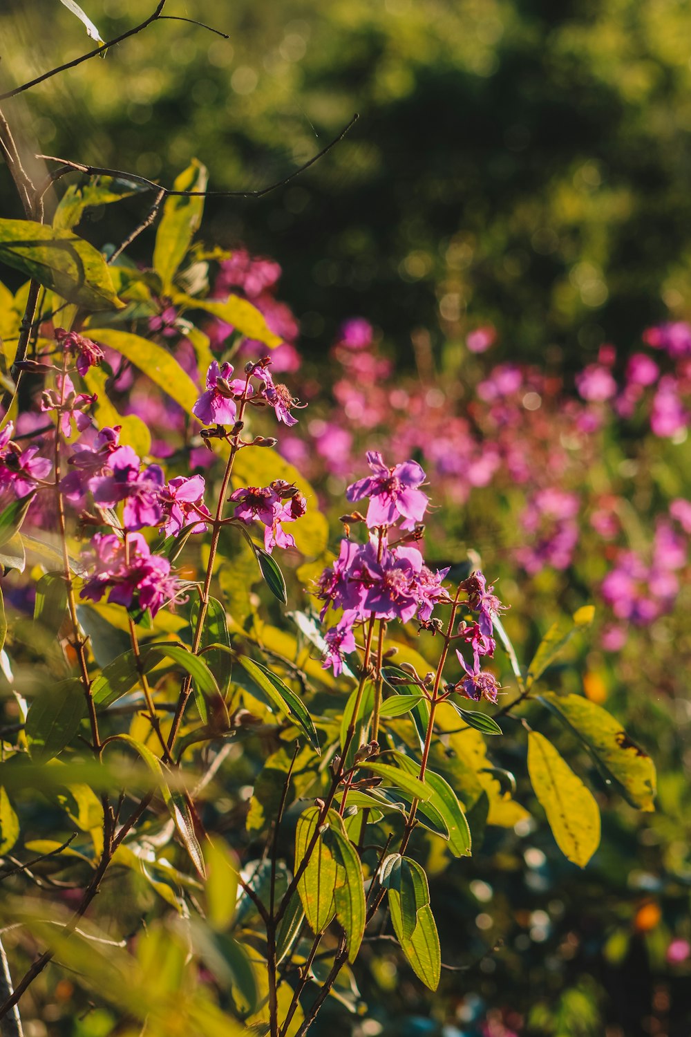 a field full of purple flowers next to a forest