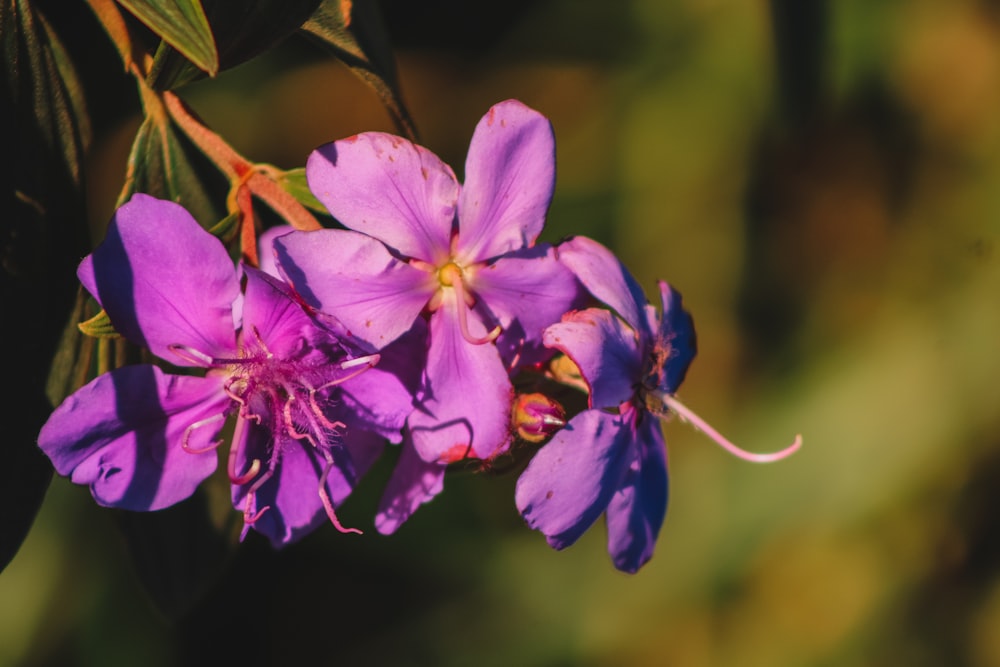 a purple flower with green leaves in the background