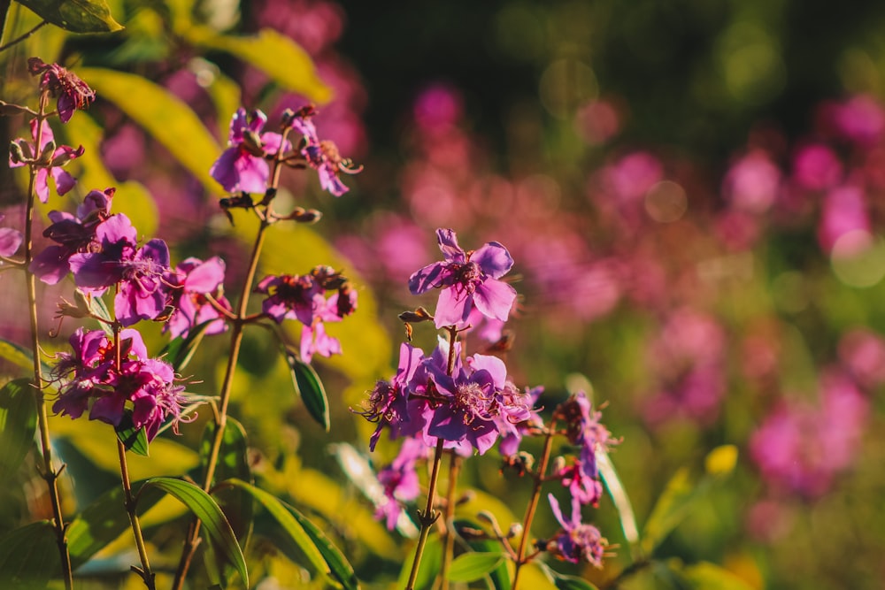 a bunch of purple flowers in a field