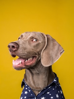 A grey dog with a friendly expression, wearing a navy blue shirt adorned with white stars, against a bright yellow background.