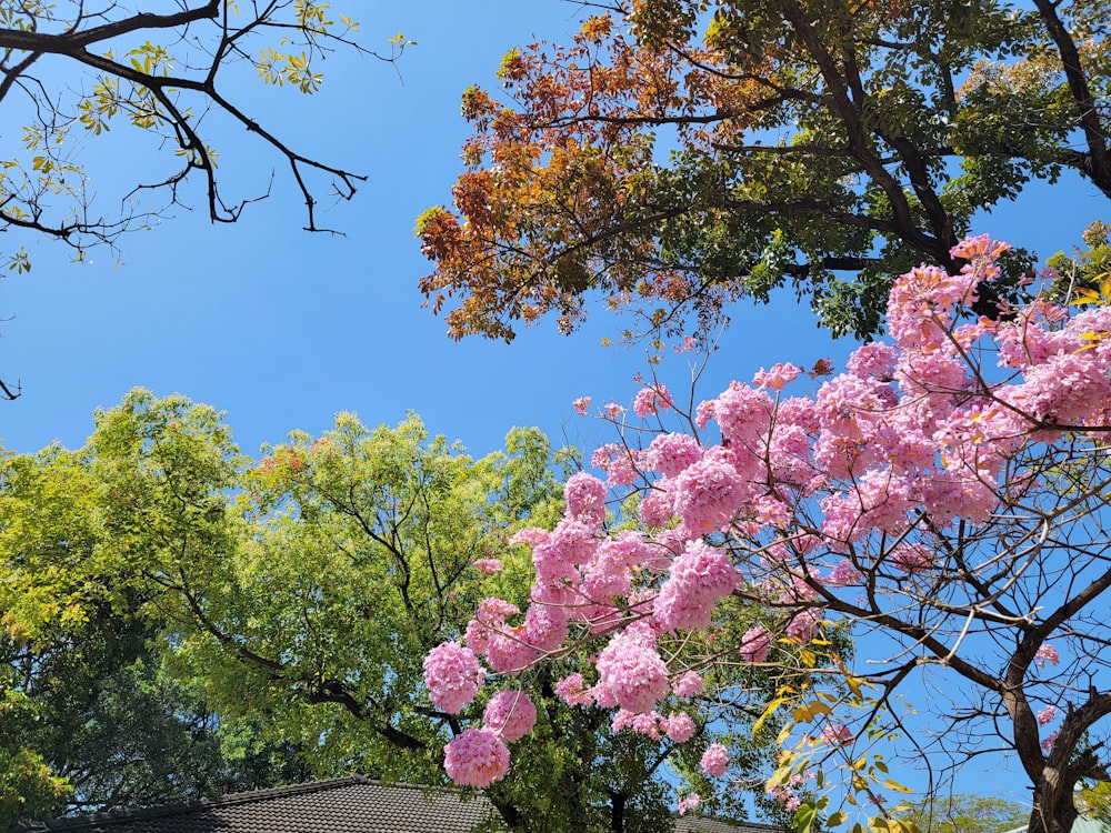 pink flowers are blooming on a tree in front of a house