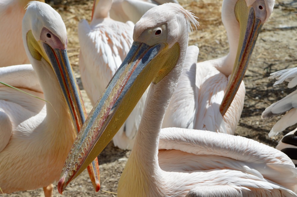 a group of pelicans standing next to each other