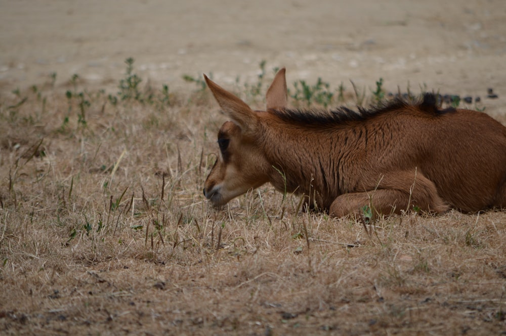 a baby donkey is laying down in a field