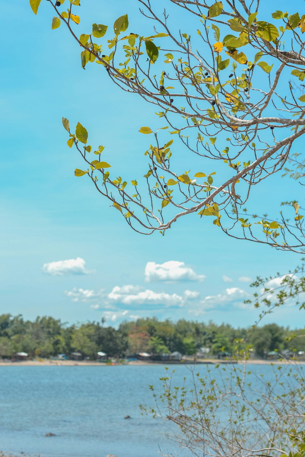 a view of a body of water with trees in the foreground