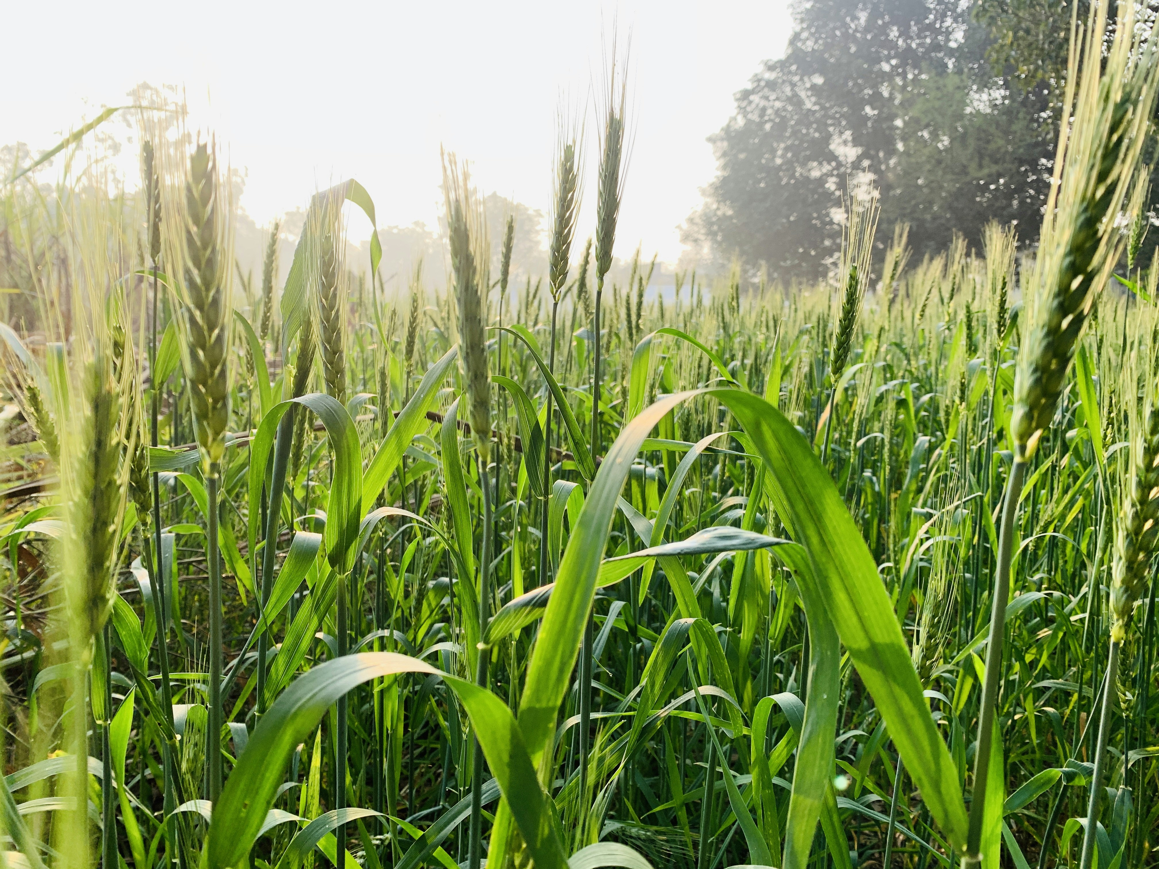 Photo by satish_chand