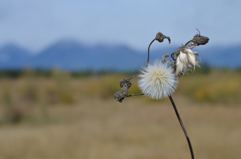 a dandelion in a field with mountains in the background