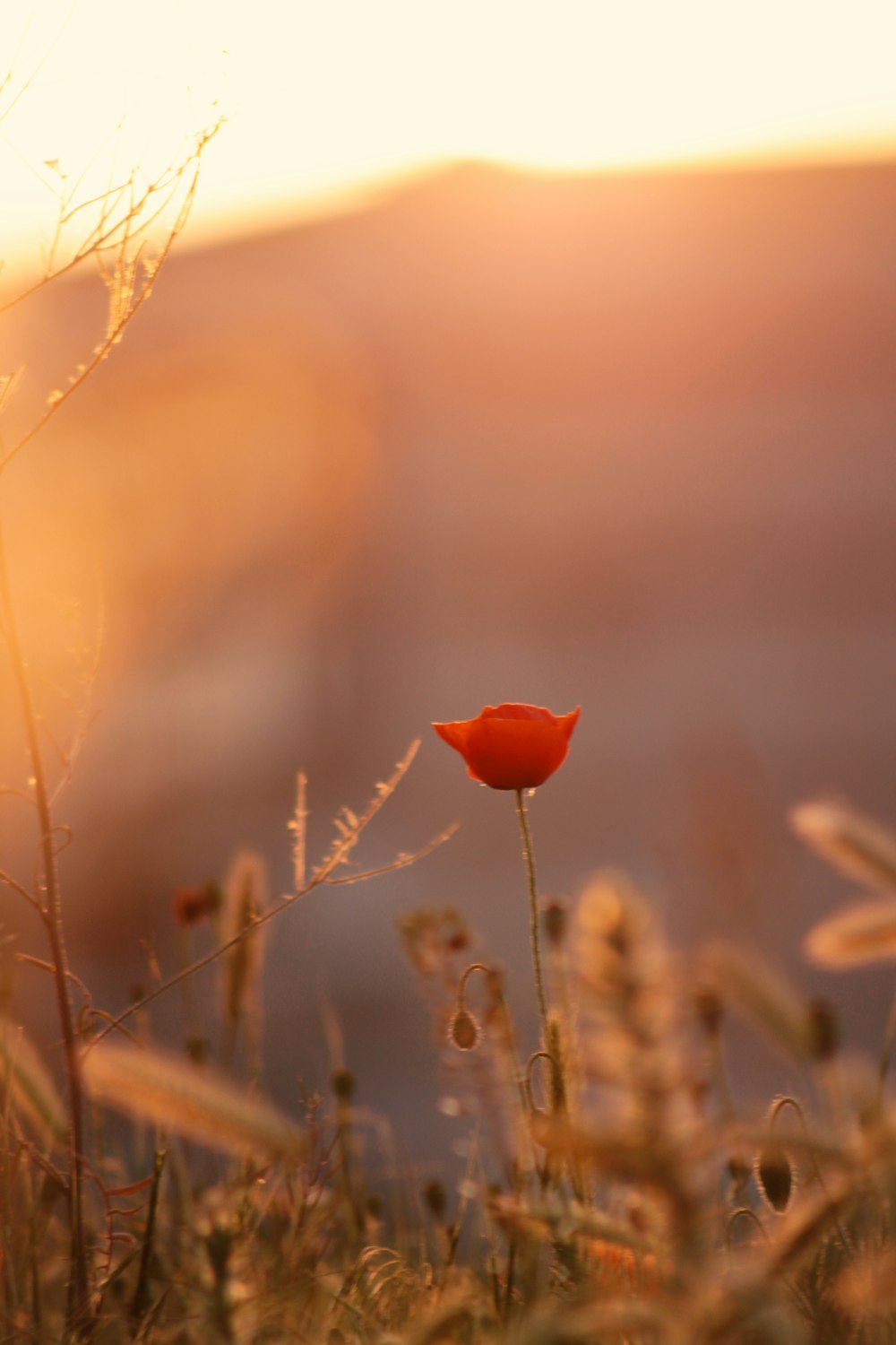 a close up of a flower