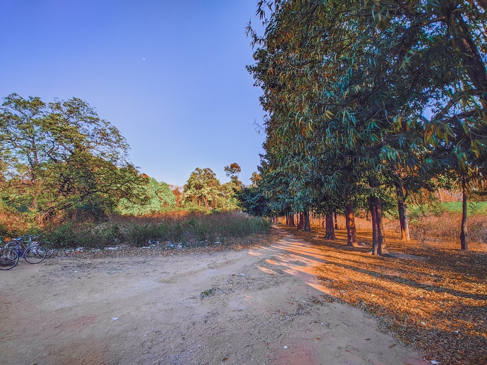 a dirt road surrounded by trees and grass