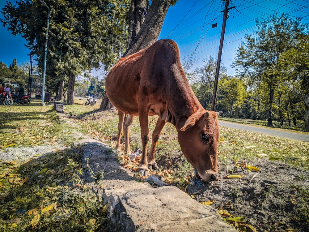 a brown cow standing on top of a grass covered field