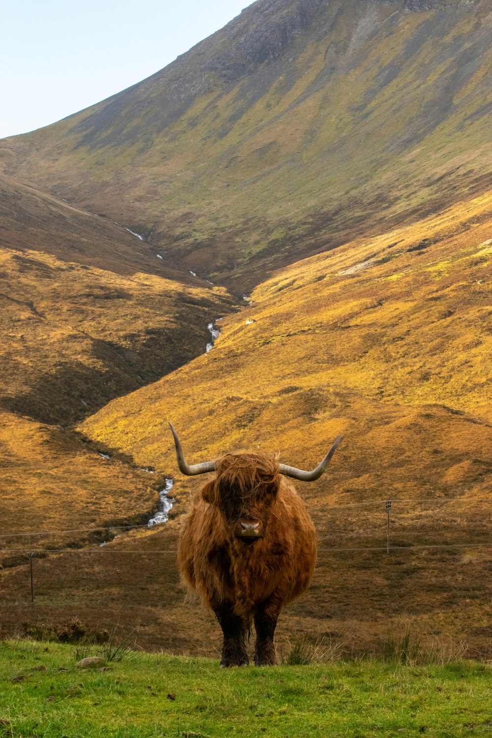 a bull standing in a field with a mountain in the background