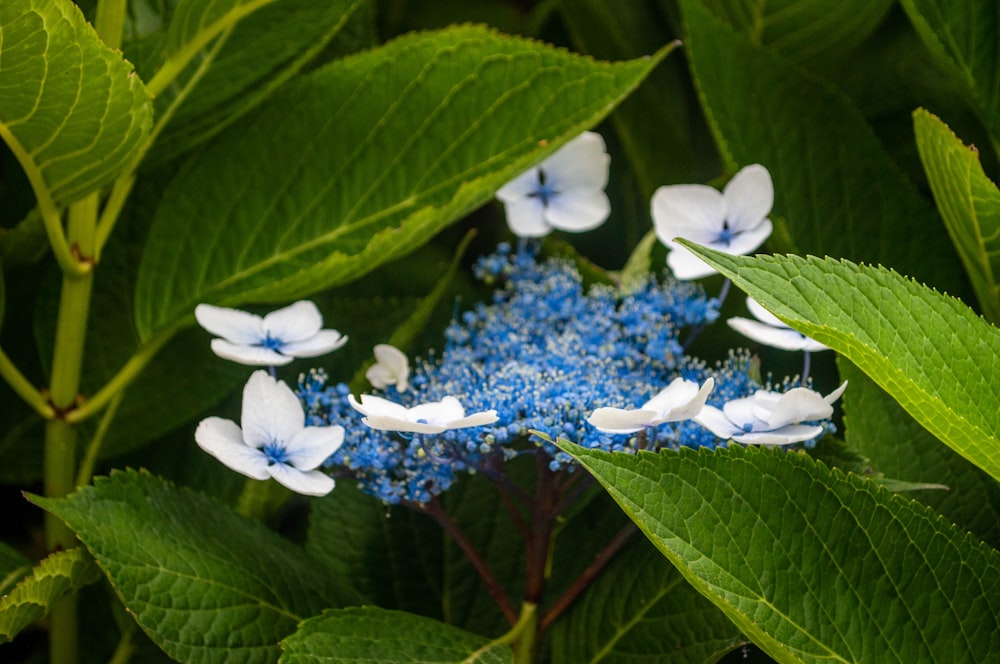 a group of blue and white flowers with green leaves