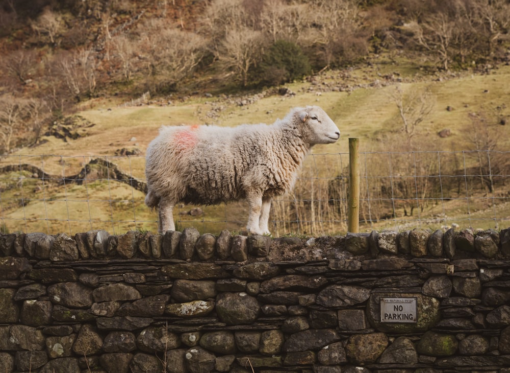 a sheep standing on top of a stone wall