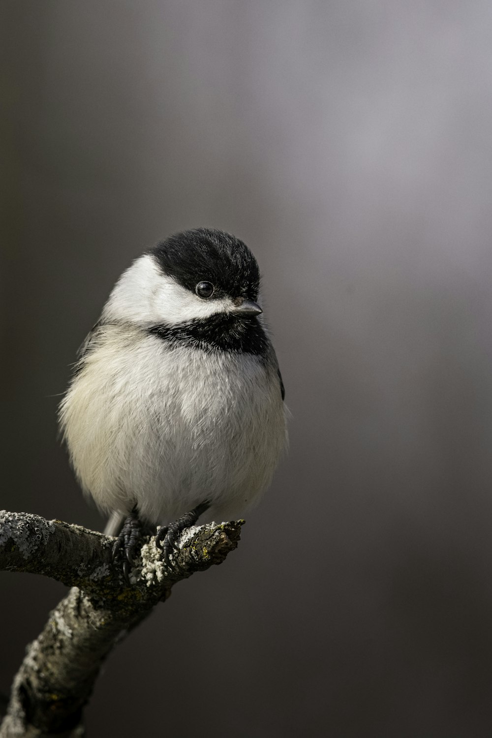 a black and white bird sitting on a tree branch