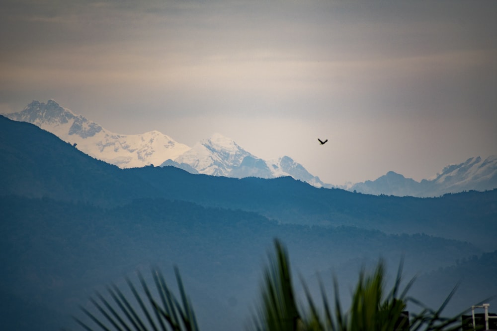 a bird is flying over a mountain range