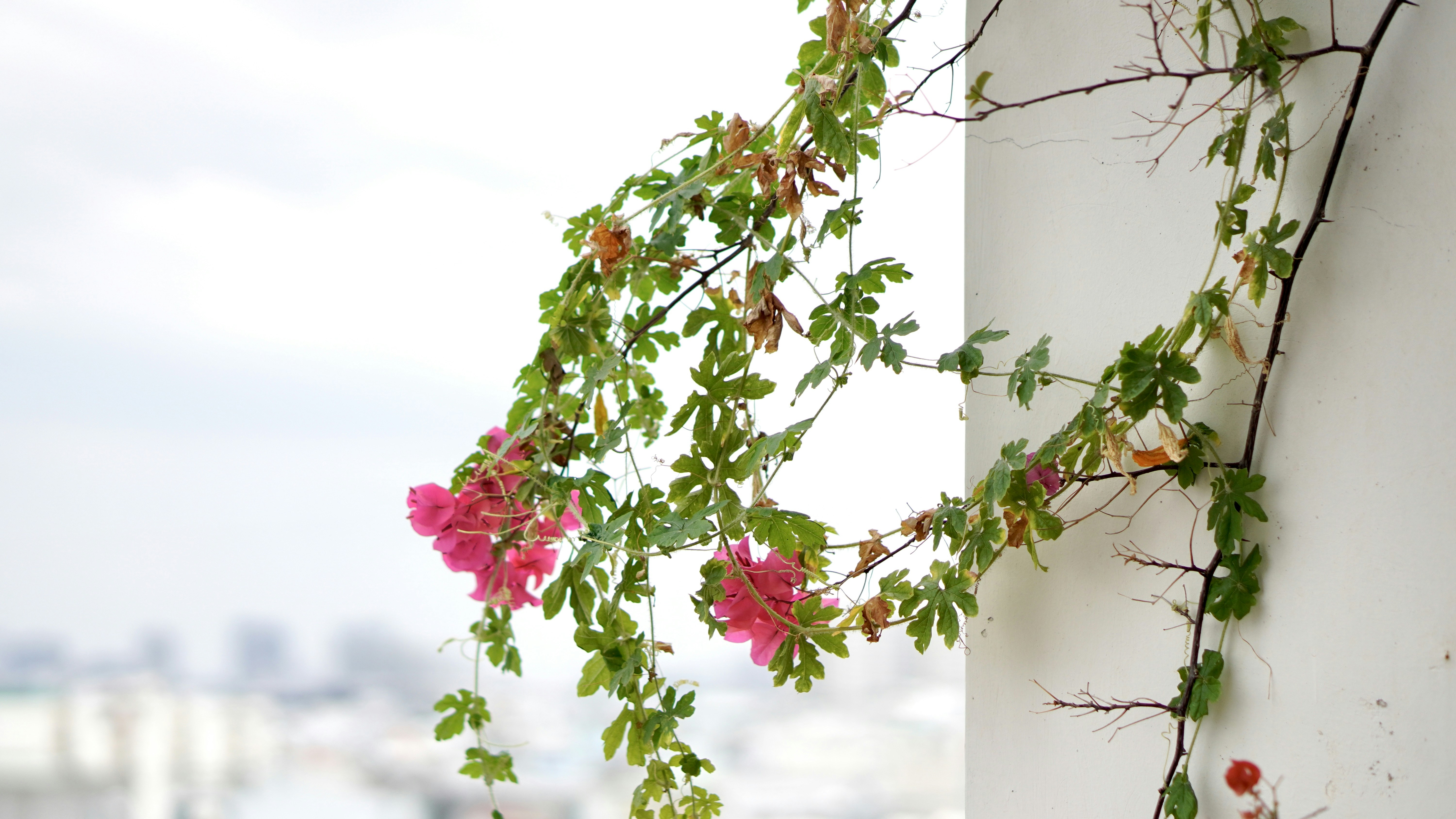 a vine of pink flowers growing on a white wall