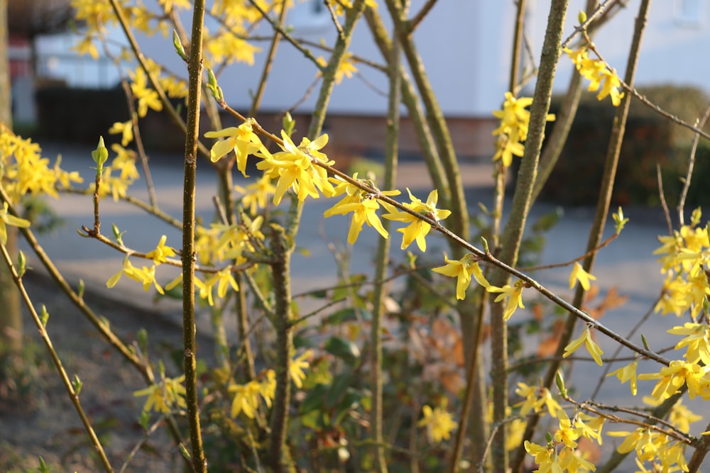 a close up of a tree with yellow flowers