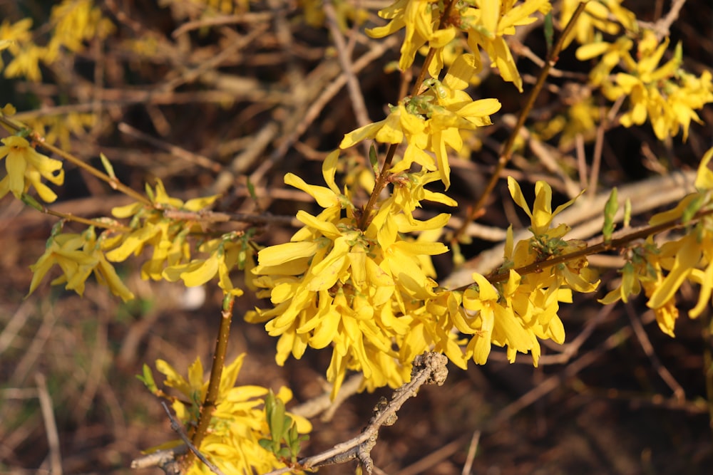 a close up of a tree with yellow flowers