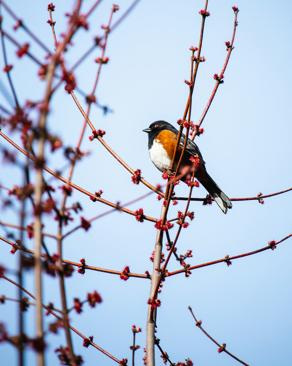 a small bird sitting on a branch of a tree