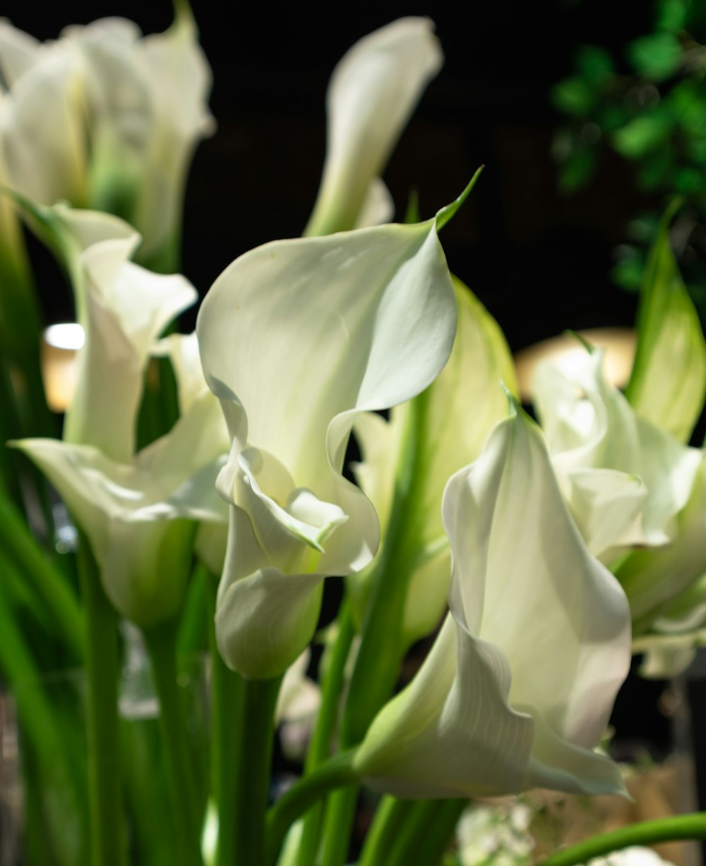 a vase filled with white flowers on top of a table