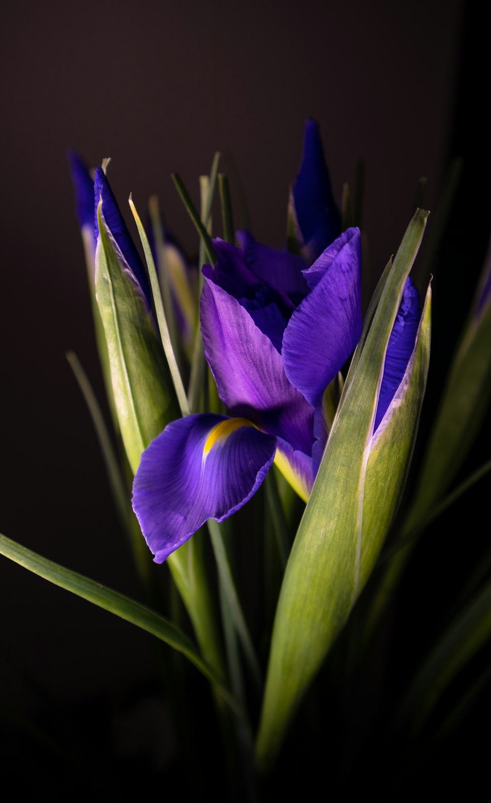 a close up of a purple flower with green leaves