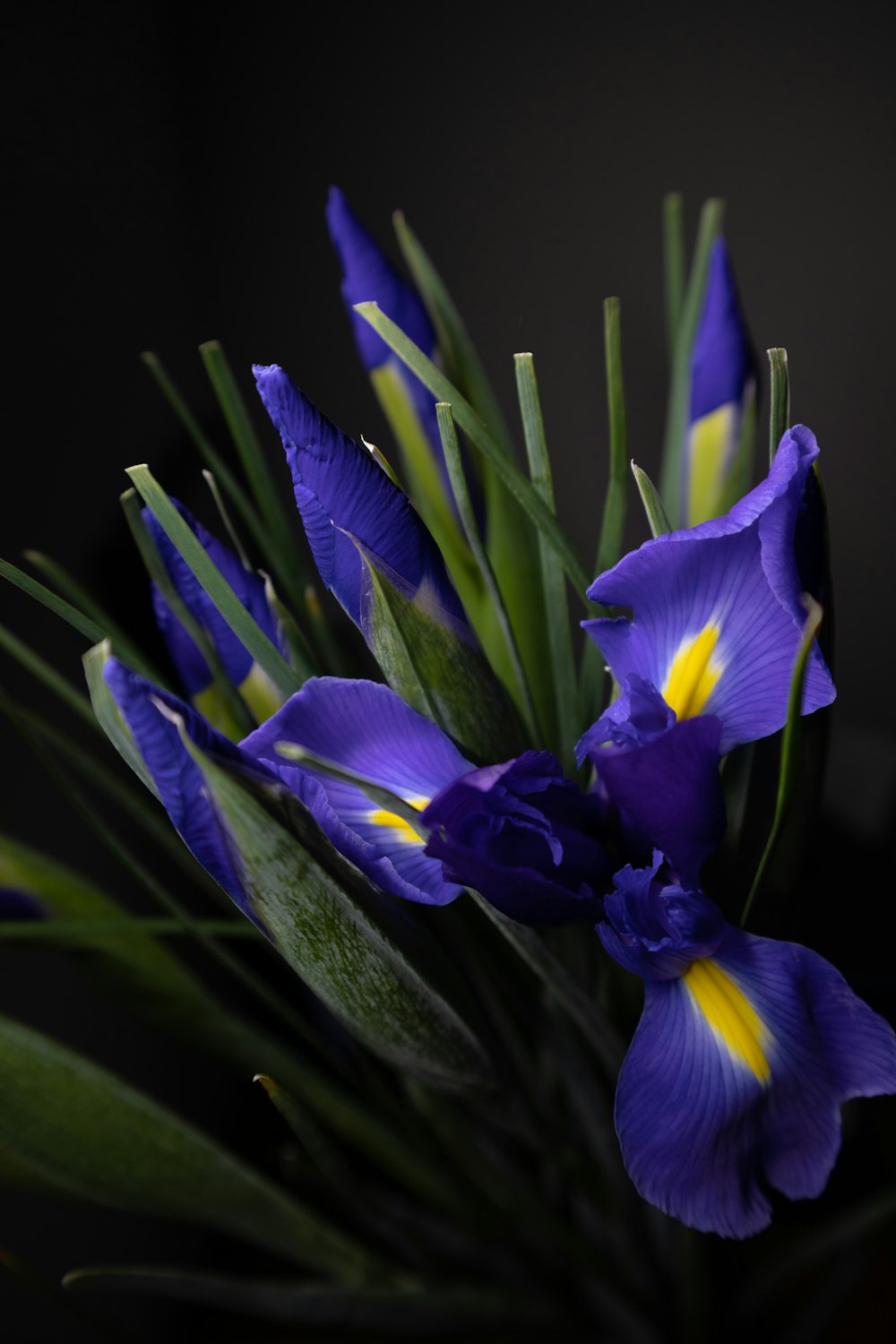 a bouquet of purple flowers with green stems